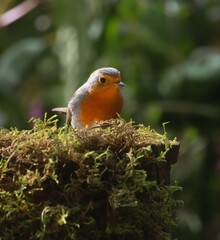 European Robin on Mossy Branch
