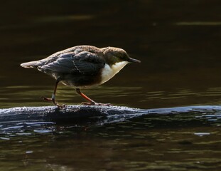 Bird walking on a wet log in a river.