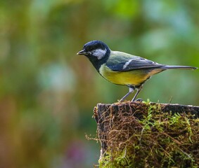 Great tit bird on a mossy tree stump.