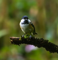 Small bird on mossy branch in forest.