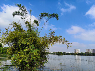 Photo of green trees against a beautiful blue sky.