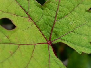 Green Leaf with Red Veins - A Detailed Close-Up.