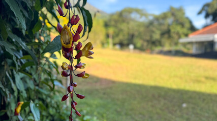 Gmelina Hystrix flowers, green leaves, vine, field, natural background