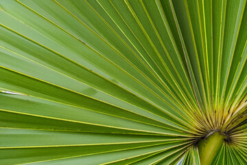 Obraz premium Green fan-shaped palm leaves in the garden.