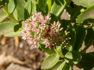 Honey Bee Pollinating Pink Sedum Flowers.