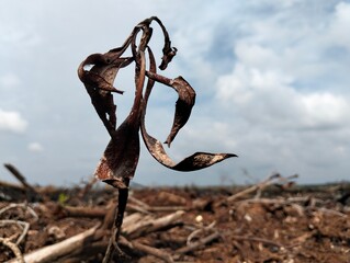 image of a small part of a forest fire, namely dry, withered and burnt leaves and twigs