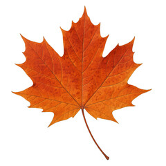 Obraz premium Vibrant Orange and Red Autumn Maple Leaf Against Black Background