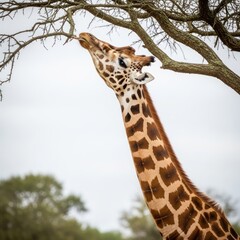 Obraz premium Close-up of a giraffe browsing on tree leaves under an overcast sky, showcasing its distinctive pattern and feeding behavior in the wild.