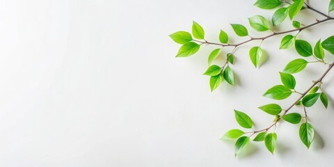 Obraz premium Fresh Spring Greenery Branch with Vibrant Green Leaves on a Clean White Background, Perfect for Nature-Inspired Designs and Projects