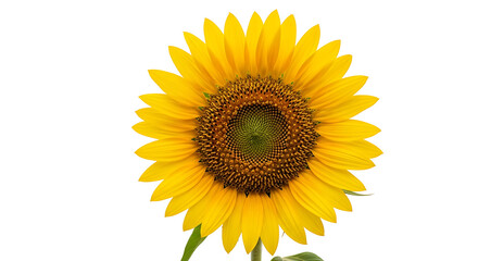 Fototapeta premium A vibrant sunflower, radiating bright yellow against a dark backdrop, displays detailed petals and a textured center.
