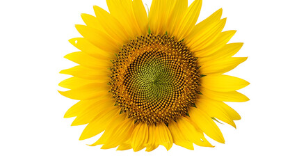 Fototapeta premium A vibrant sunflower with a deep yellow blossom stands out against a dark black background, showcasing its detailed structure and beautiful petals.
