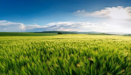 Green Grain Field In Rural Expanses