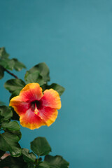 Red and yellow hibiscus bloom with green leaves and blue backdrop with copy space