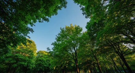 Fototapeta premium Lush green trees frame a blue sky view from below in bright daylight