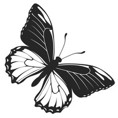 butterfly vector illustration