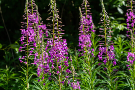 Wonderful flowering fireweed Chamaenerion angustifolium highlighted by the evening sun. A bunch of marvelous blossoming rosebay willowherbs