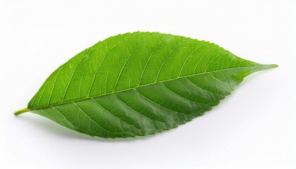 Fototapeta premium Fresh Green Leaf Isolated On White Background For Natural Themes