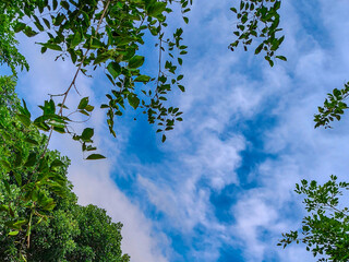 Photo of green trees against a beautiful blue sky.