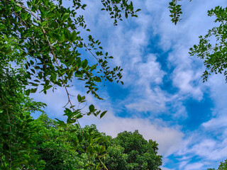 Photo of green trees against a beautiful blue sky.