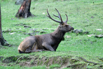 Christmas Reindeer in Scenic Mountain Setting