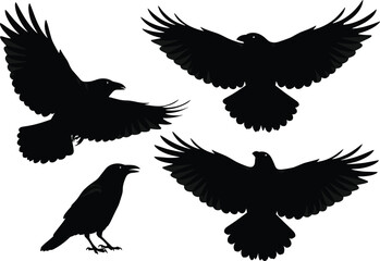 Black crow silhouette collection, flying raven birds, dark wildlife illustration, spooky animal vector art, wings spread design, gothic bird graphic