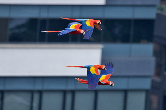 4 flying Macao macaws in front of a building in medellin, Colombia.