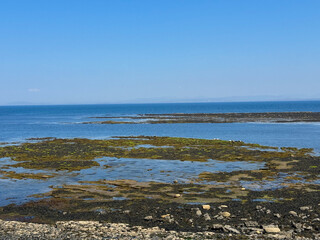 Rocky Irish shoreline with marine life