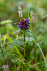 Prunella Vulgaris makro single natural flower, medicinal herbs nature background