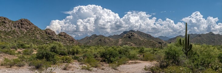 Wide panorama of Arizona desert landscape with cacti, shrubs, rugged mountains, a dirt path, and big puffy white clouds under a bright blue sky