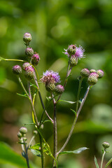 Creeping thistles in a summer meadow