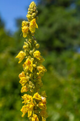 Common mullein - pale yellow flowers of verbascum nigrum plant, used as herb and medicine - growing in the medicinal garden