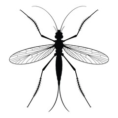 Detailed black and white illustration of a mosquito with spread wings and long legs