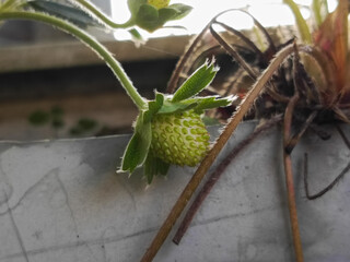Young green strawberry fruit growing on a plant in natural light.