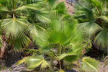 Green fan palms provide a lush backdrop in a sunlit forest clearing during midday