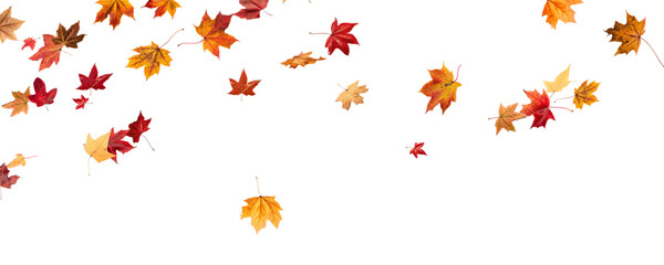 Falling leaves, autumn foliage on transparent background, beautiful background of orange and gold leaves. Vector maple leaf, png, flying foliage from tree.   © Iryna