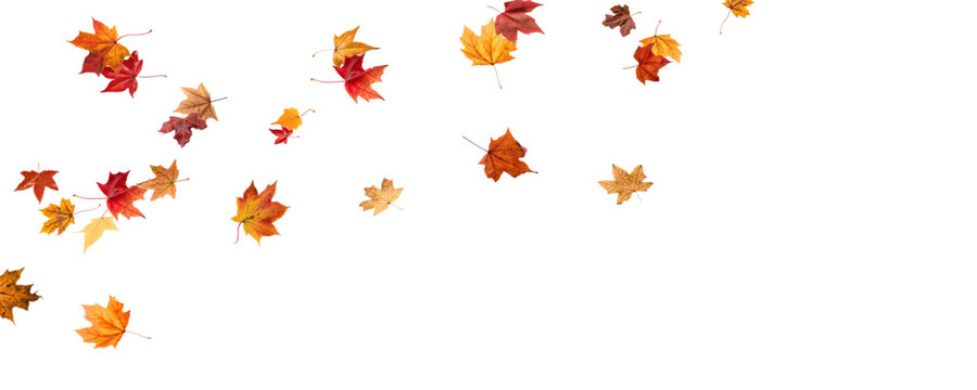 Falling leaves, autumn foliage on transparent background, beautiful background of orange and gold leaves. Vector maple leaf, png, flying foliage from tree.	
