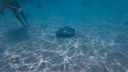 Underwater view of a stingray and swimmer.