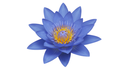 Blue lotus flower with yellow center isolated PNG with Transparent Background