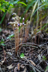 Aeginetia indica Roxb is a small, leafless, parasitic plant.