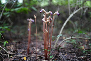 Aeginetia indica Roxb is a small, leafless, parasitic plant.