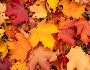 Autumn leaves carpet, vibrant colors