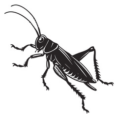 grasshopper isolated on white background