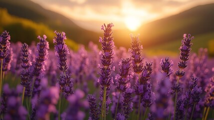 Naklejka premium Lavender field at sunset (9)