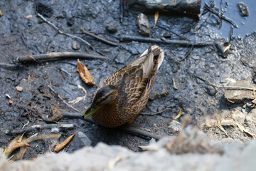 a duck sits in the mud in a dry pond