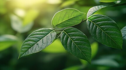 Fototapeta premium Lush green leaves in sunlight