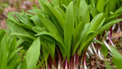 Vibrant Green Ramps, Wild Leek Plants, Springtime Abundance, Lush Foliage, Natural Texture.