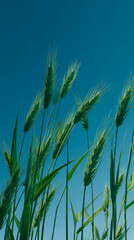 Fototapeta premium Wheat Field Against Blue Sky