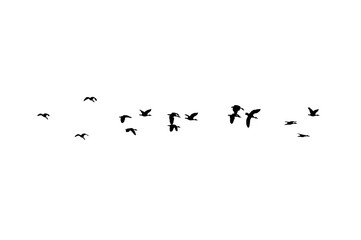 Bird sillhouette Flock black birds. Flocks of flying pigeons isolated on background. Save with clipping path. flying birds formation of pigeons many isolated for backgound PNG