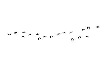 Bird sillhouette Flock black birds. Flocks of flying pigeons isolated on background. Save with clipping path. flying birds formation of pigeons many isolated for backgound PNG
