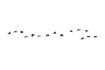 Bird sillhouette Flock black birds. Flocks of flying pigeons isolated on background. Save with clipping path. flying birds formation of pigeons many isolated for backgound PNG